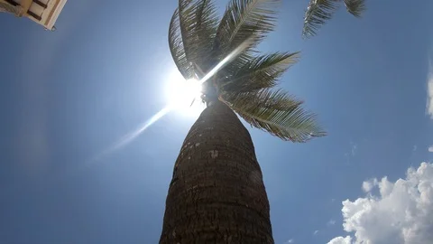 Palm  with flare on the beach Stock Footage 96680986