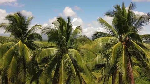 Palm flight Stock Footage 149449113