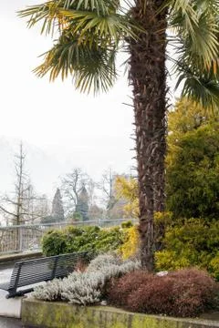 The palm in the flowerbed. Photos