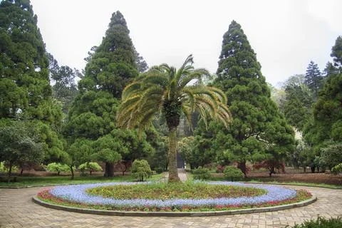 Palm In Flowerbed Photos