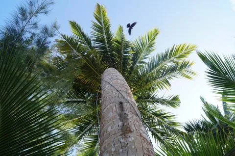 Palm flying bird Stock Photos