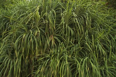 Palm Foliage Background Photos