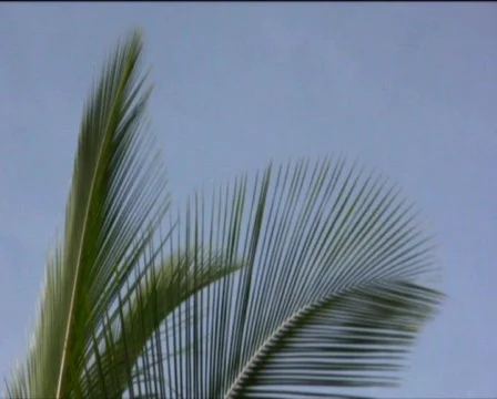 Palm  Stock Footage 557903