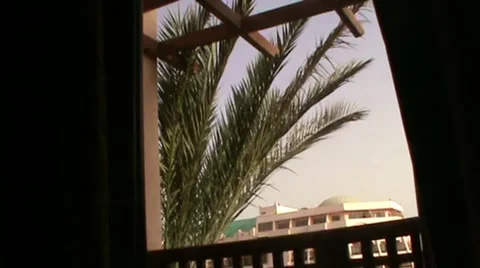 Palm Stock-Footage 1793488
