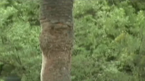 Palm Stock Footage 1915151