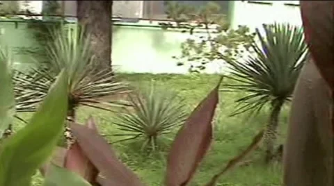 Palm Stock Footage 1915481