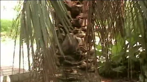 Palm Stock Footage 1915617