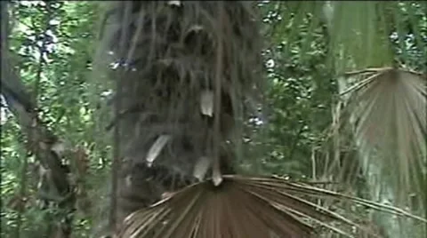 Palm Stock Footage 2001300