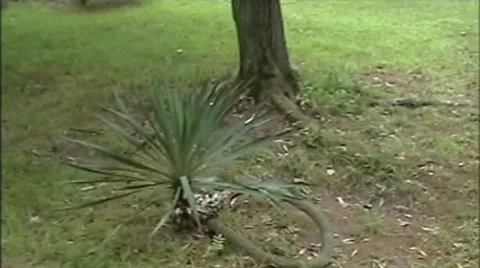 Palm Stock-Footage 2001508