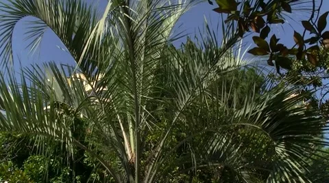 Palm Stock Footage 8601253