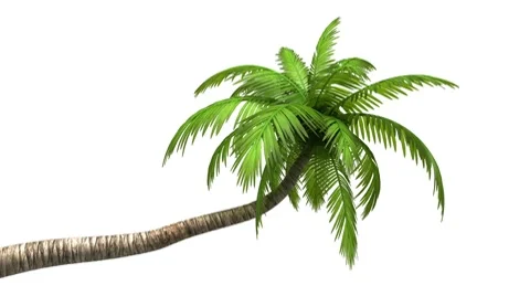 Palm 動画素材 8678665