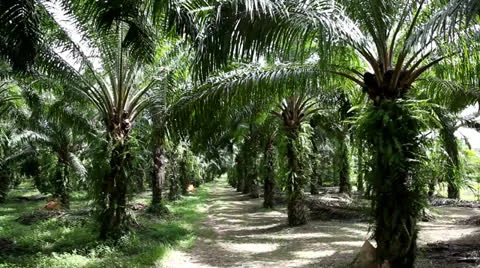 Palm 스톡 동영상 24875092