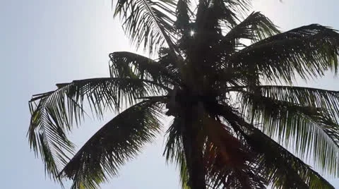 Palm Stock Footage 26871290