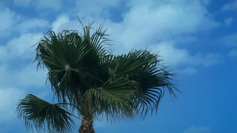 Palm Stockbeeldmateriaal 76038850