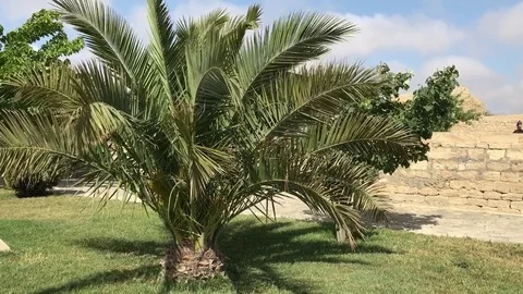 Palm Stock Footage