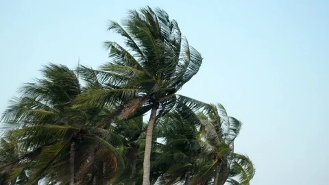 Palm 動画素材 107201537