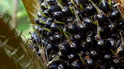 Palm Stock Footage 124321371