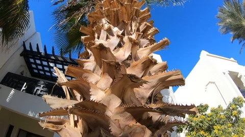 Palm Video stock 128391115