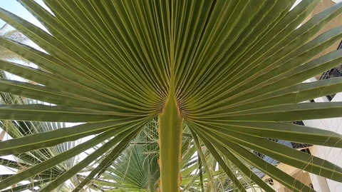 Palm Video stock 129331037