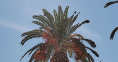 Palm Stock Footage 165592949