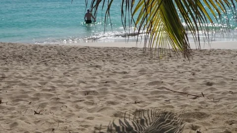 Palm Stock Footage 232192243