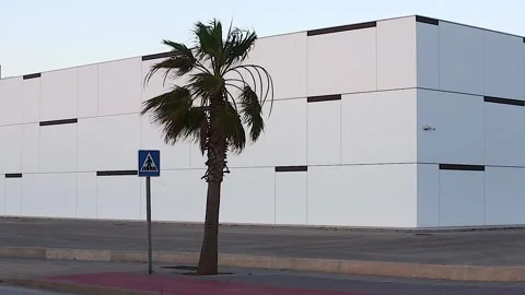 Palm Stock Footage 246547735