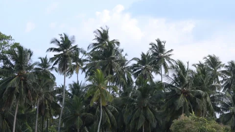 Palm forest on a background of blue sky. Palm leaves move in the wind. Stock Footage 125948436