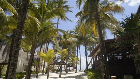 Palm forest on the background of the sea. perfect white sand beach. 4K Stock-Footage 108513732