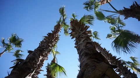 Palm forest with blue sky Stock-Footage 126174979