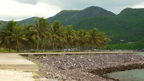 Palm forest on the coast. Stock-Footage 70747050