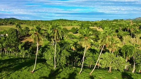 A palm forest covering a mountain range. Vídeos de archivo 330039606