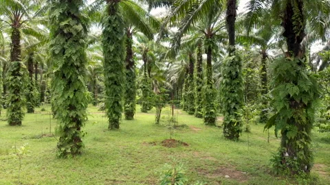 The palm forest Stock Footage 250094030