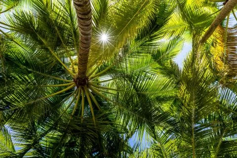 Palm Forest Stock Photos