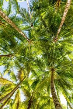 Palm Forest Stock Photos