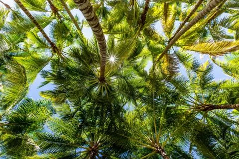 Palm Forest Stock Photos