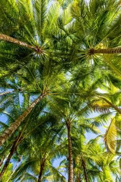 Palm Forest Stock Photos
