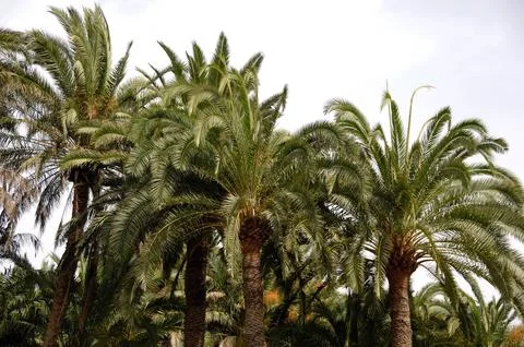 Palm forest Stock Photos