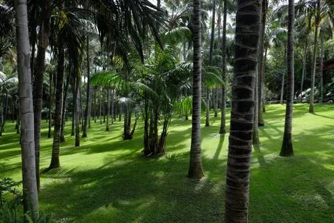 Palm forest with really clean and green lawn Stock Photos