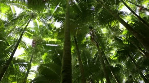 Palm Forest Treetops - pan Stock Footage 21829933