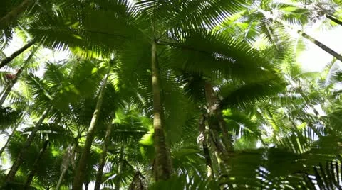 Palm Forest Treetops - pan left Stock Footage 21830991