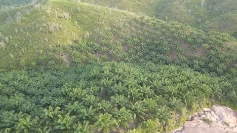 Palm forests in Kalimantan Stock Footage 129220044