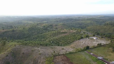 Palm forests in Kalimantan Video stock 129220056