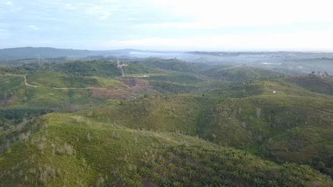 Palm forests in Kalimantan Video stock 129220165