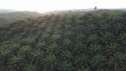 Palm forests in Kalimantan Video stock 129220167