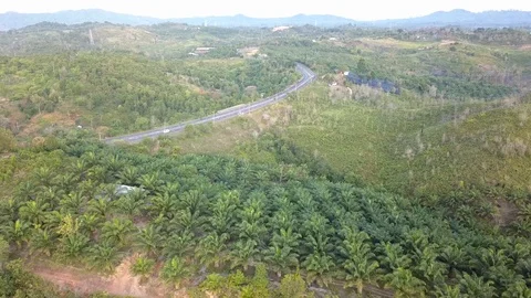 Palm forests in Kalimantan Video stock 129220297
