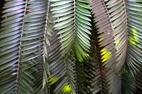 Palm frond background texture. Stock Photos