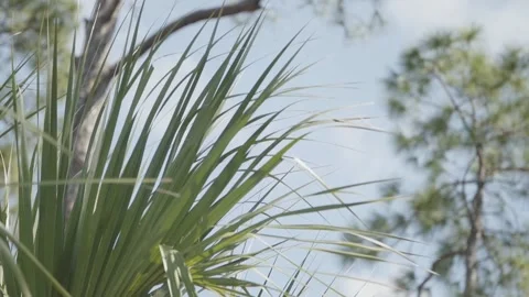 Palm Frond Blowing In Wind Daytime Slow Motion Stock Footage 205400103
