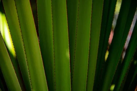 Palm Frond Close Up Foto stock