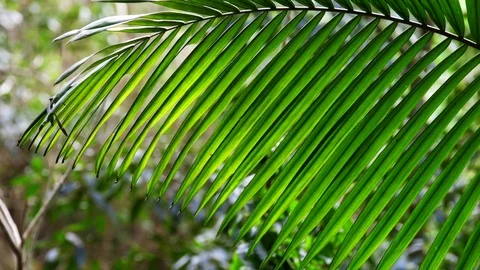 Palm Frond Stock Footage 74651268