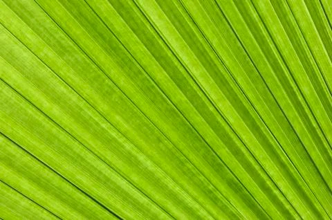 Palm frond Stock Photos